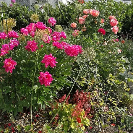 Peony *