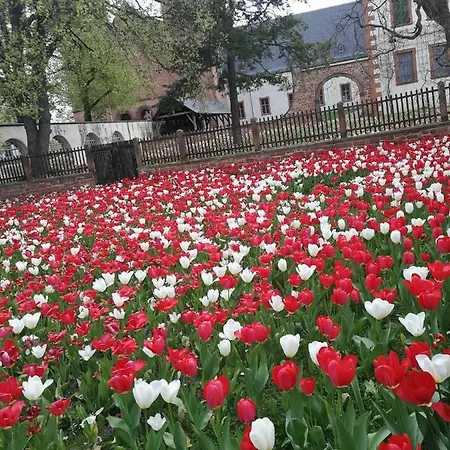 Privatunterkunft Peony Muhlheim am Main